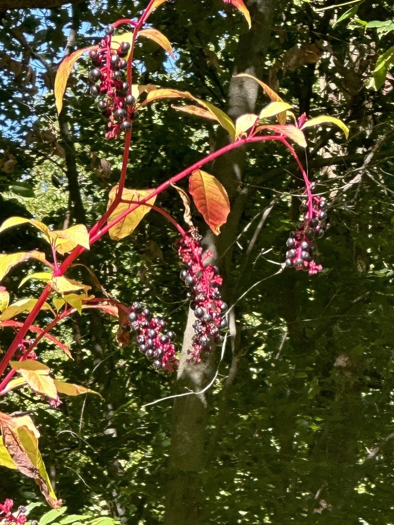 American Pokeweed photo 4