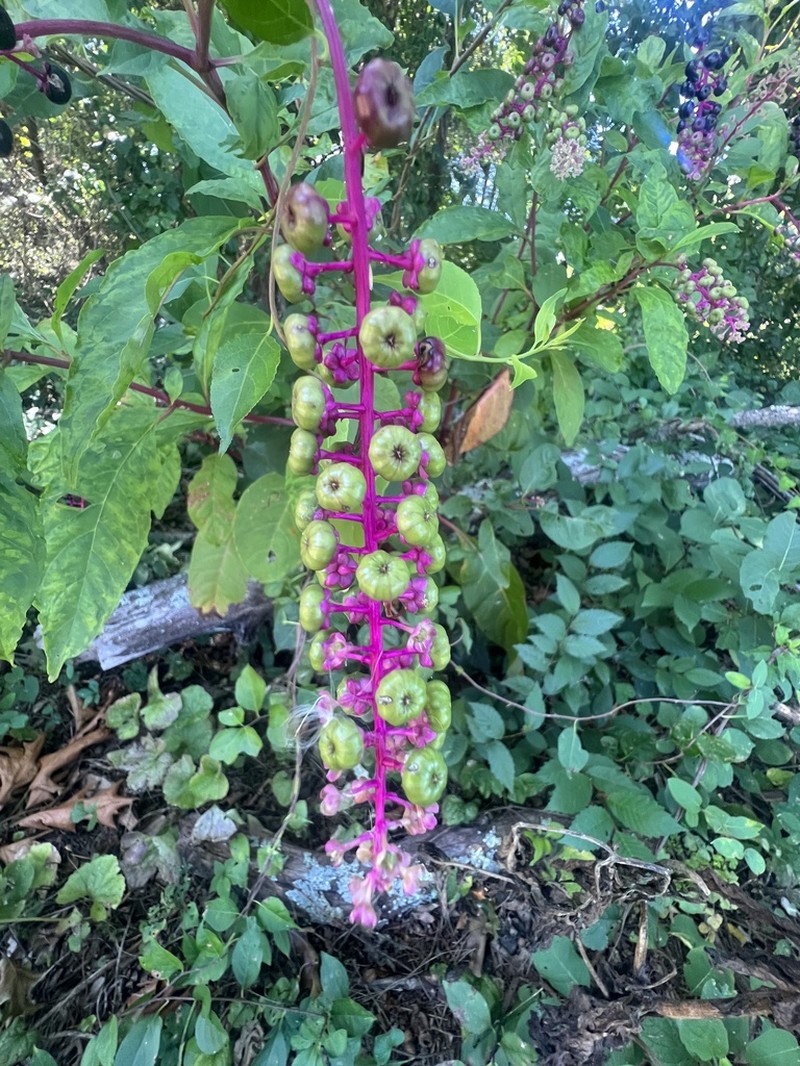 American Pokeweed photo 5