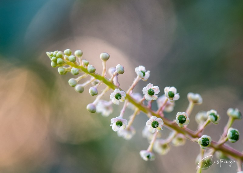 American Pokeweed photo 6