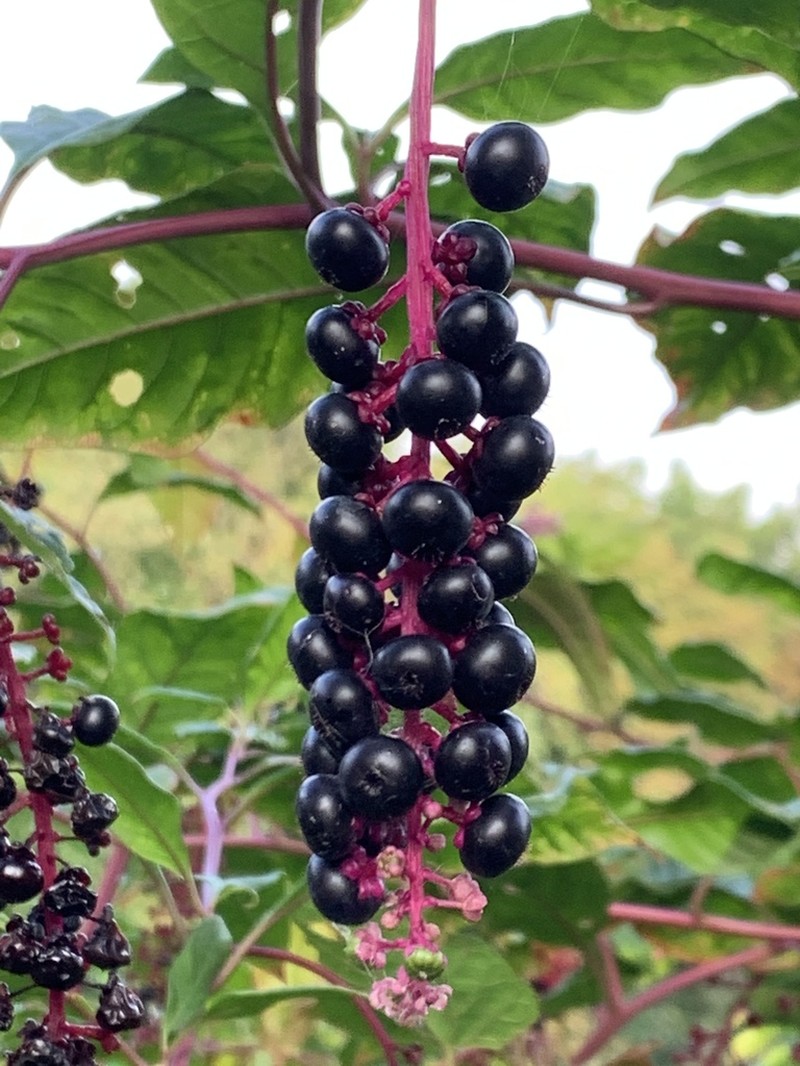 American Pokeweed photo 7