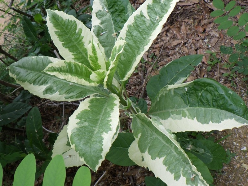 American Pokeweed photo 8