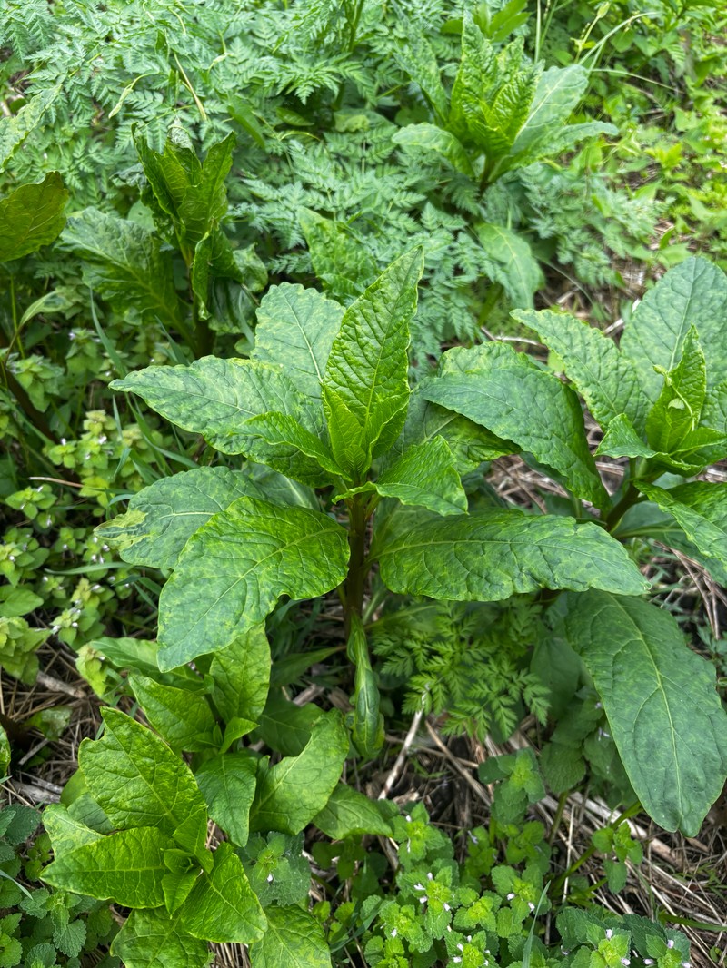 Phytolacca americana var. americana photo 2