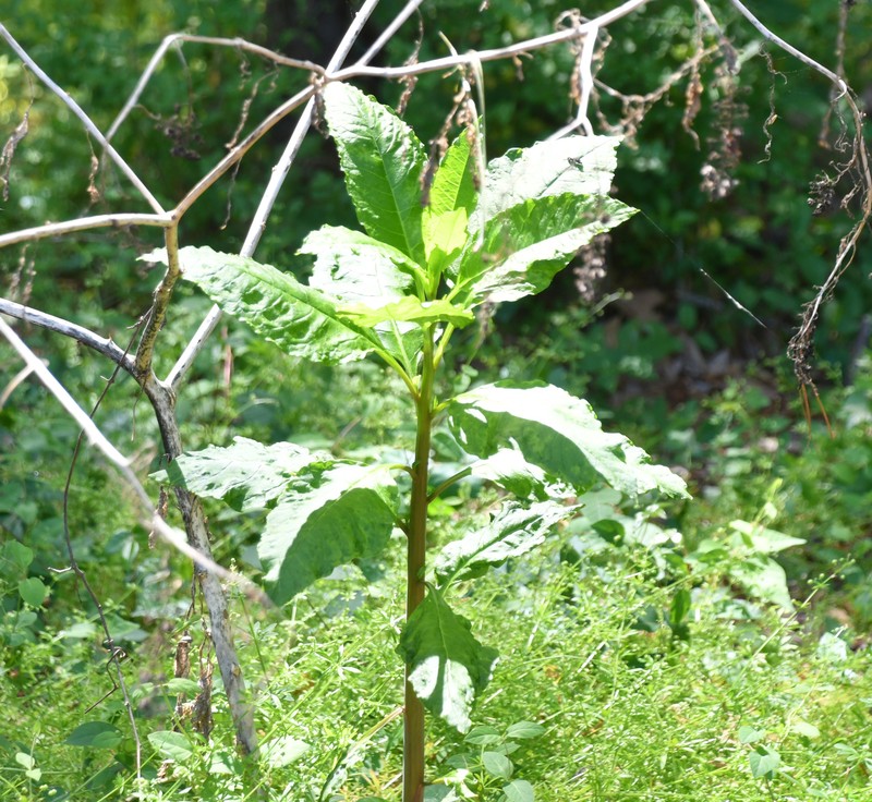 Phytolacca americana var. americana photo 3