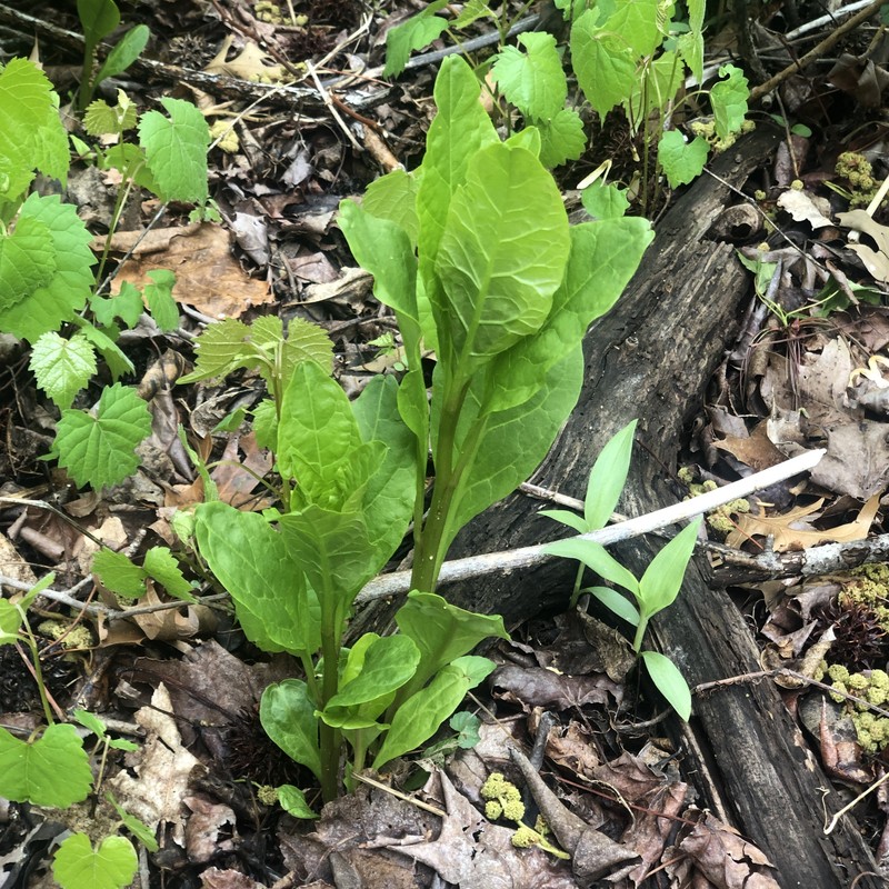 Phytolacca americana var. americana photo 4