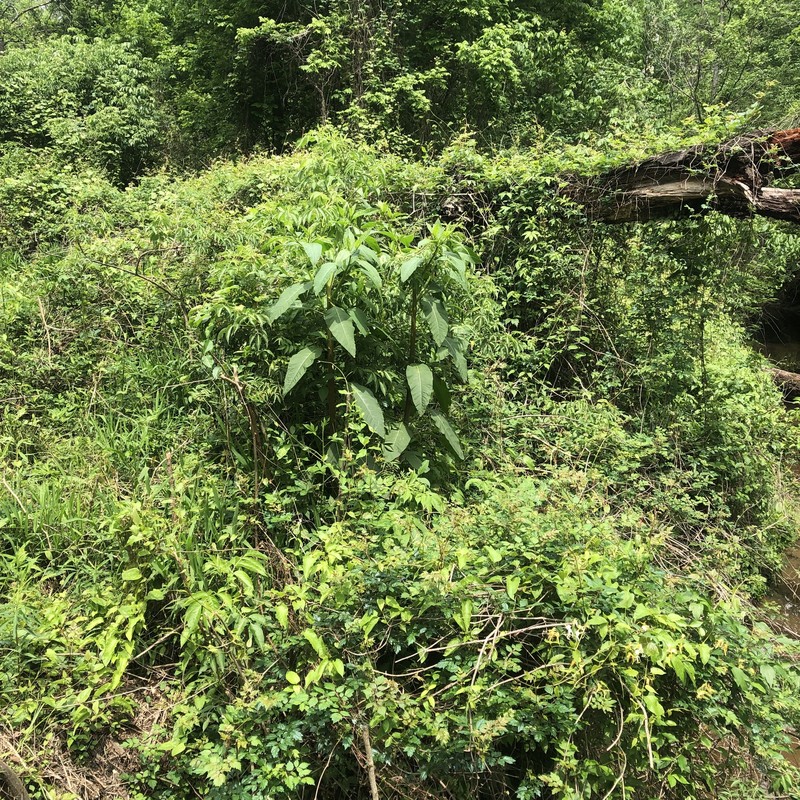 Phytolacca americana var. americana photo 5