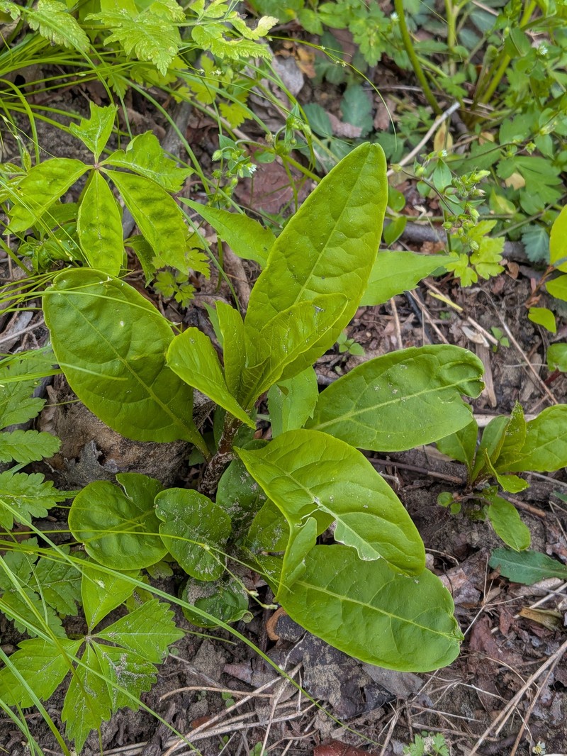 Phytolacca americana var. americana photo 6