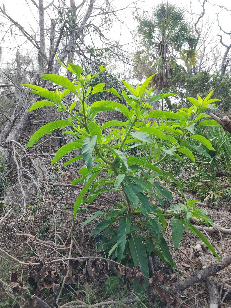 Phytolacca americana var. rigida