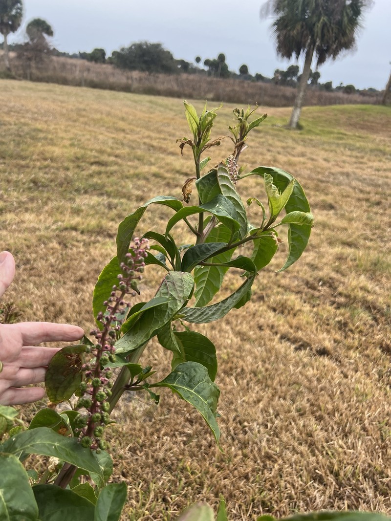 Phytolacca americana var. rigida photo 2
