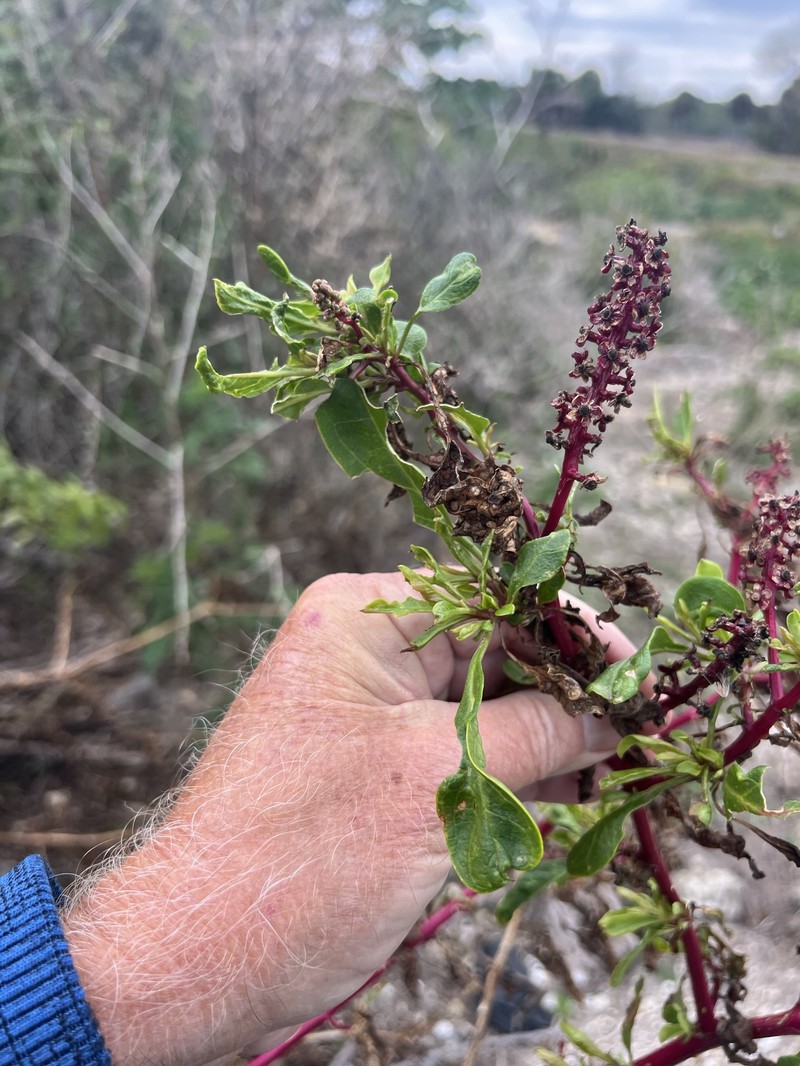 Phytolacca americana var. rigida photo 3