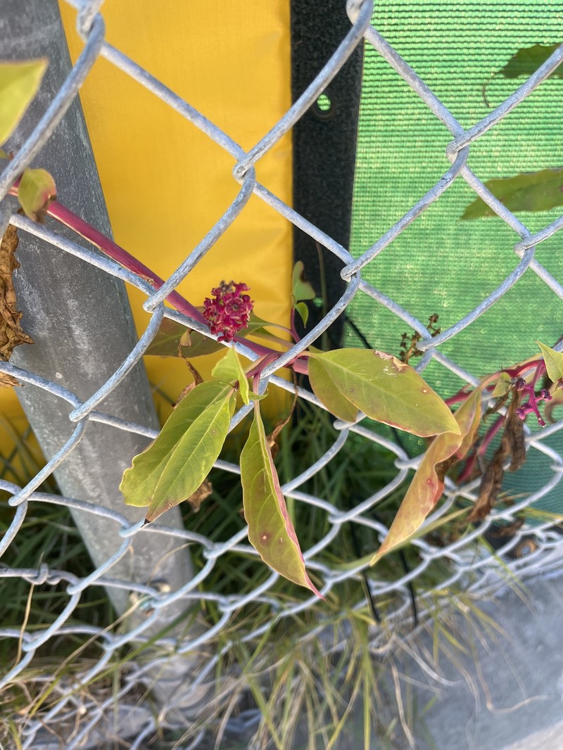 Phytolacca americana var. rigida photo 4