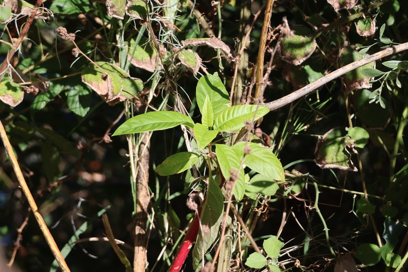 Phytolacca americana var. rigida photo 5