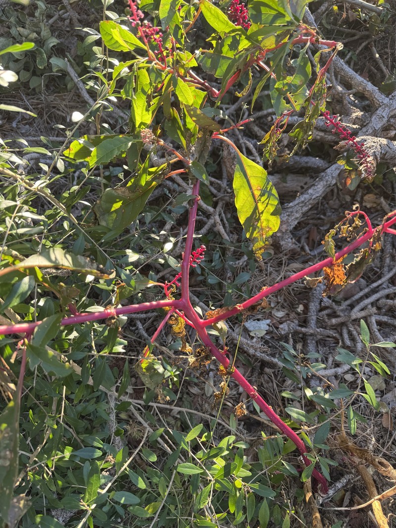 Phytolacca americana var. rigida photo 6