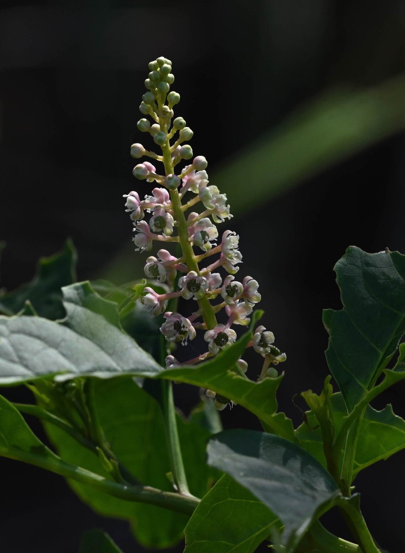 Phytolacca americana var. rigida photo 7