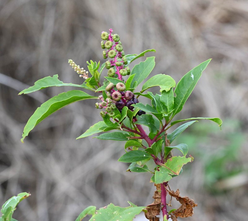 Phytolacca americana var. rigida photo 8
