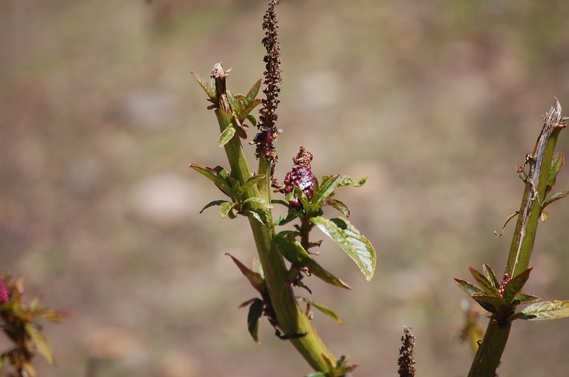 Southern Pokeweed photo 4