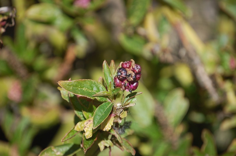 Southern Pokeweed photo 5