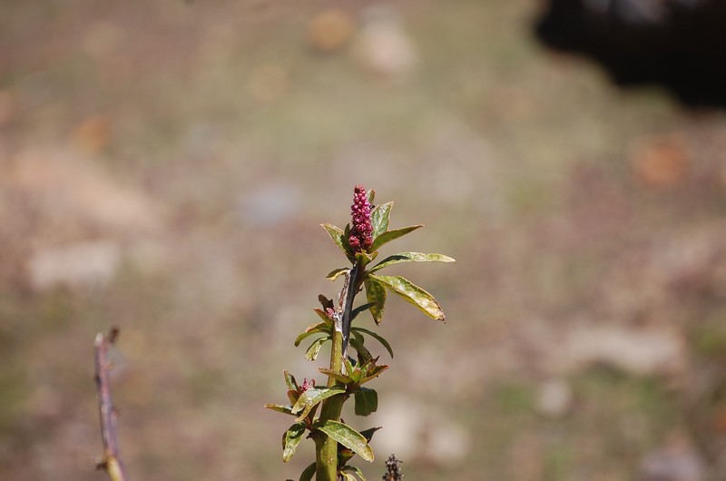 Southern Pokeweed photo 6