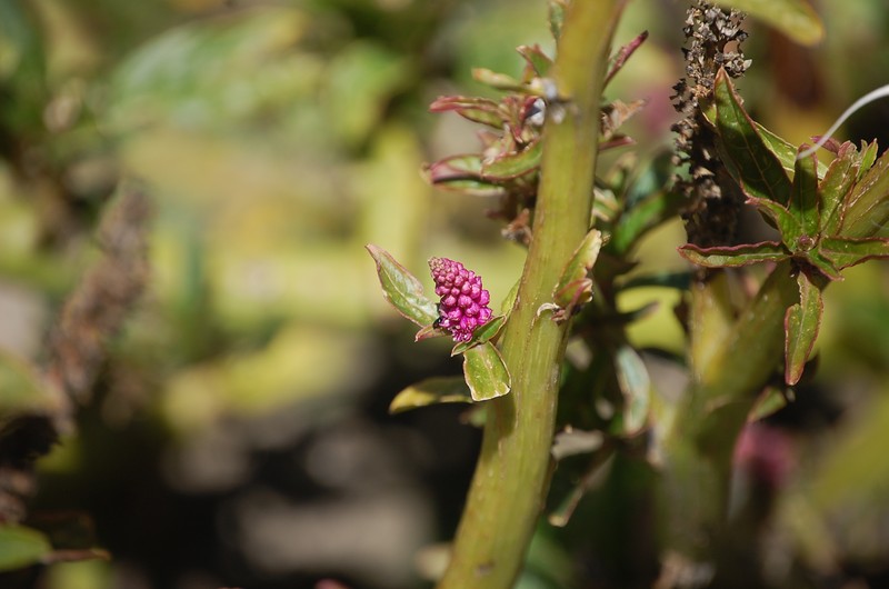 Southern Pokeweed photo 2