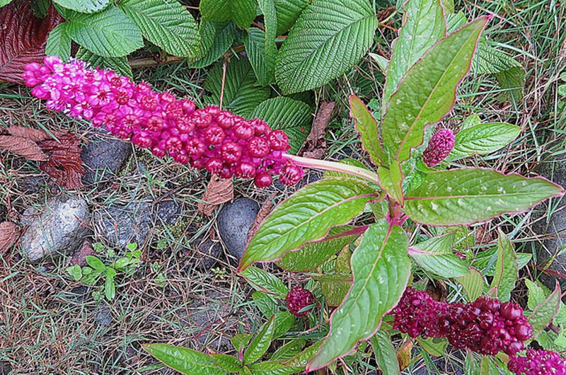 Southern Pokeweed
