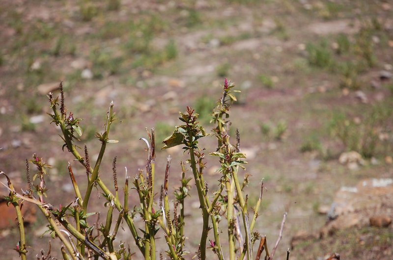 Southern Pokeweed photo 7