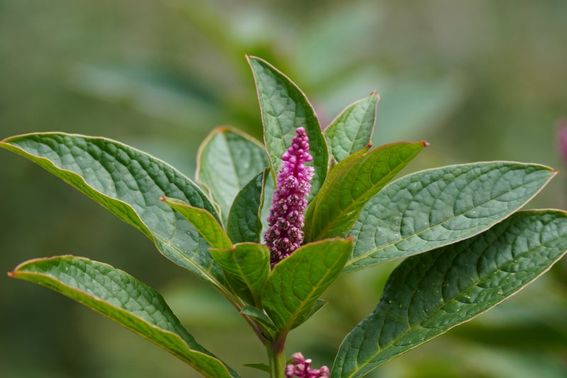 Southern Pokeweed photo 8