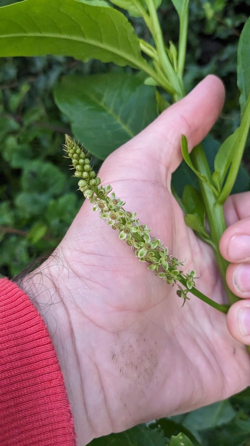 Phytolacca chilensis