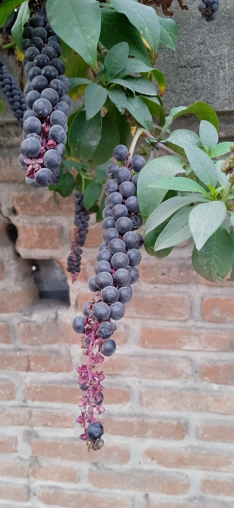 Phytolacca chilensis photo 2