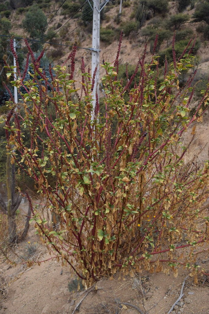 Phytolacca chilensis photo 3