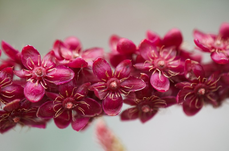 Phytolacca chilensis photo 4