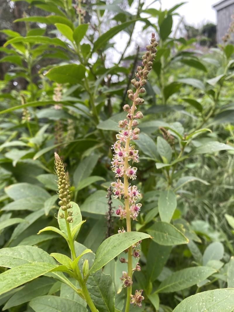 Phytolacca chilensis photo 5