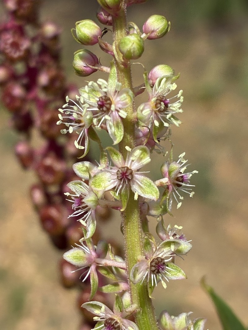 Phytolacca chilensis photo 6
