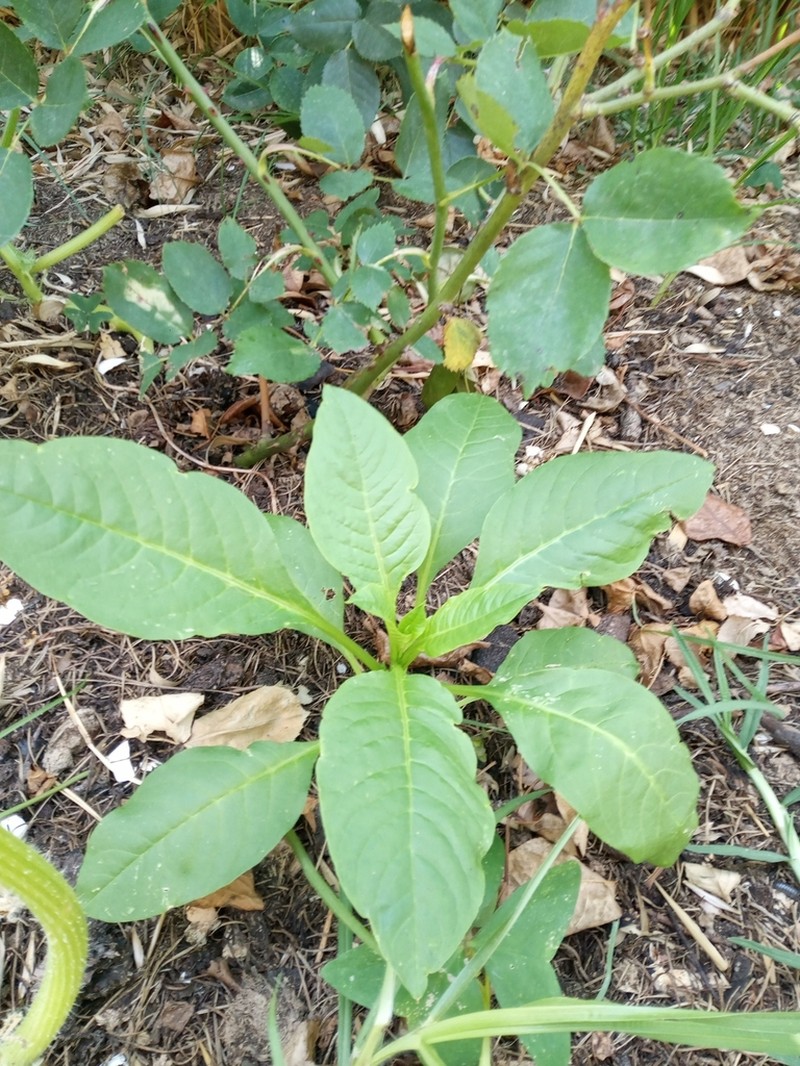 Phytolacca chilensis photo 7