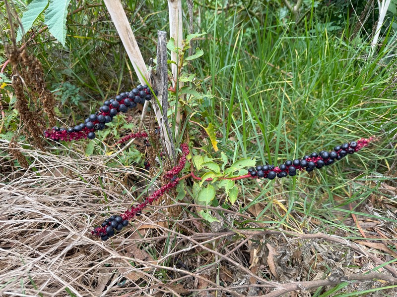 Phytolacca chilensis photo 8