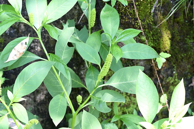 Phytolacca exiensis photo 2