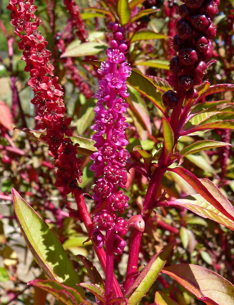 Tropical Pokeweed