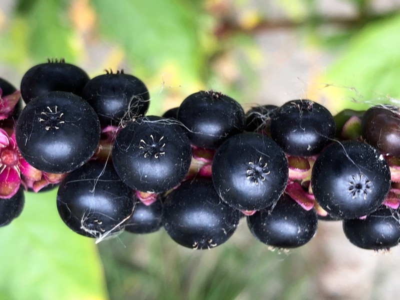 Tropical Pokeweed photo 2