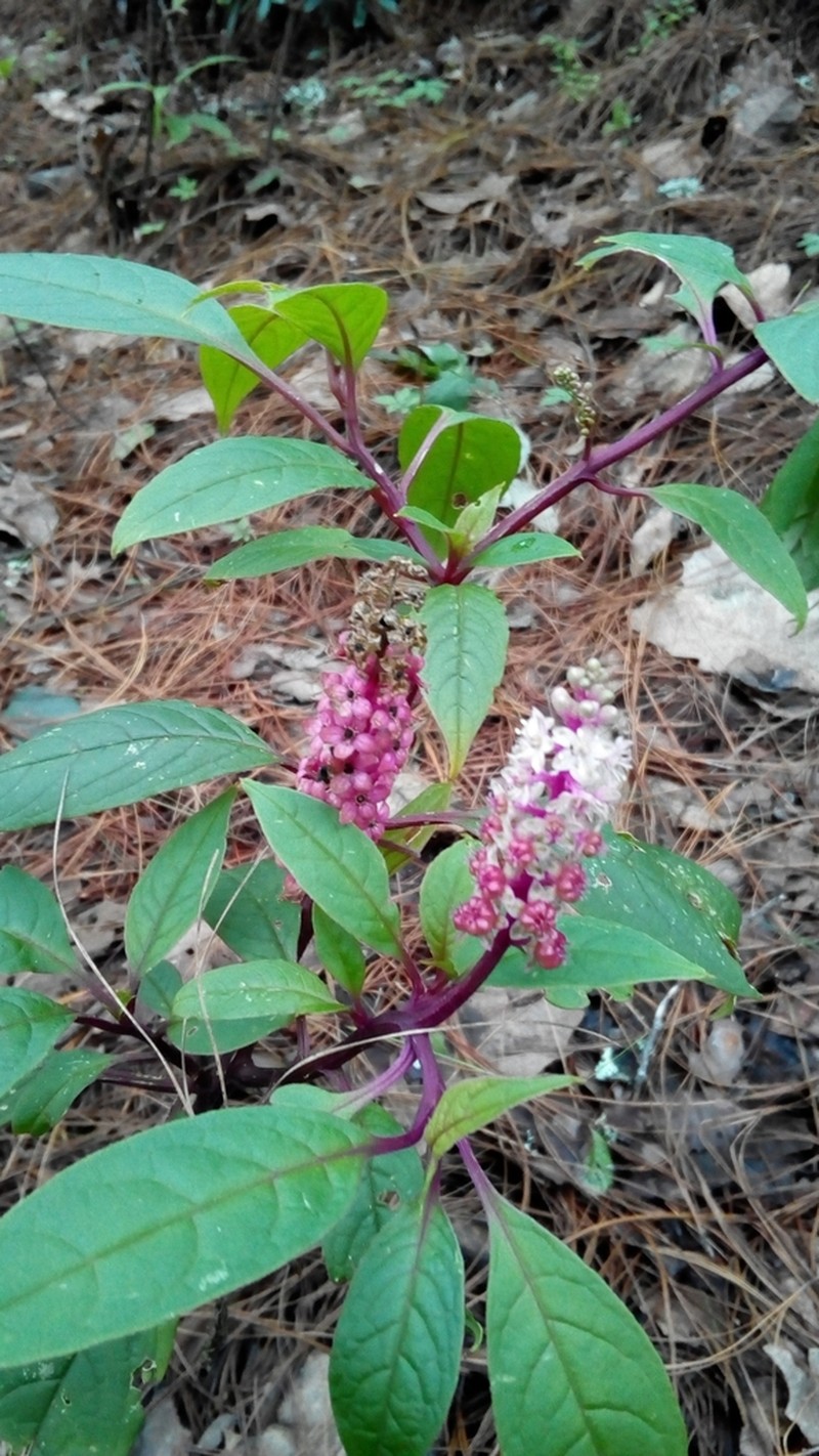 Tropical Pokeweed photo 3