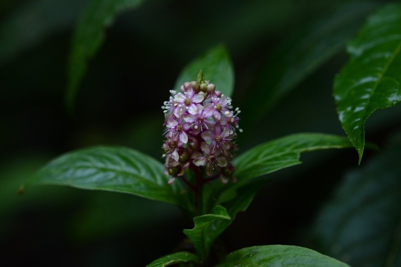 Tropical Pokeweed photo 4