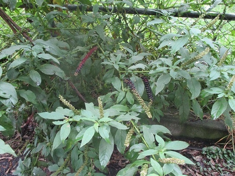 Tropical Pokeweed photo 5