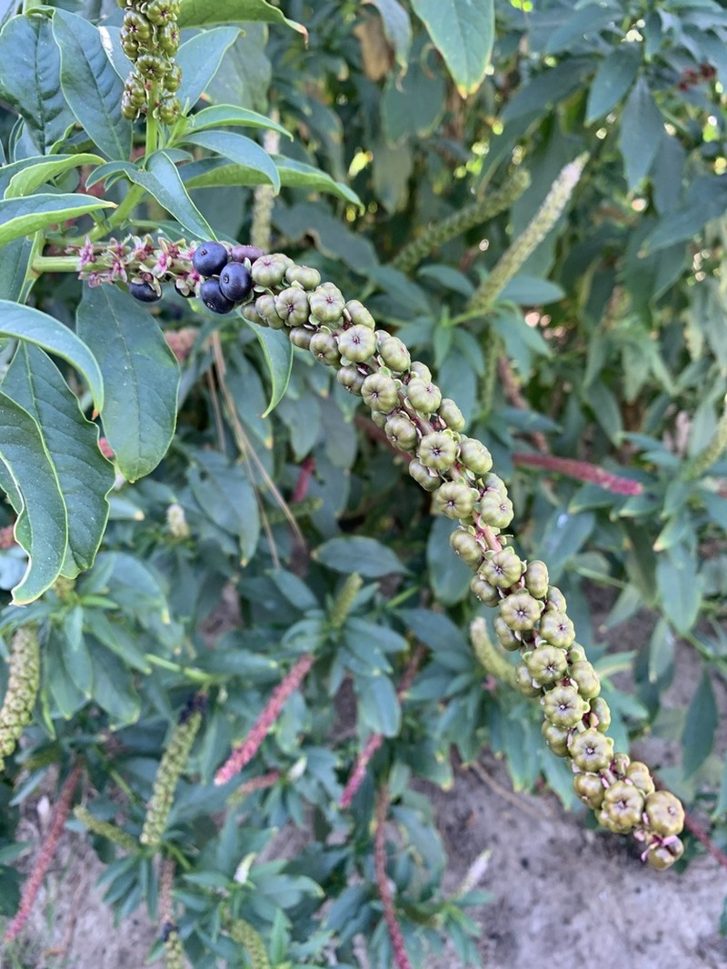 Tropical Pokeweed photo 6
