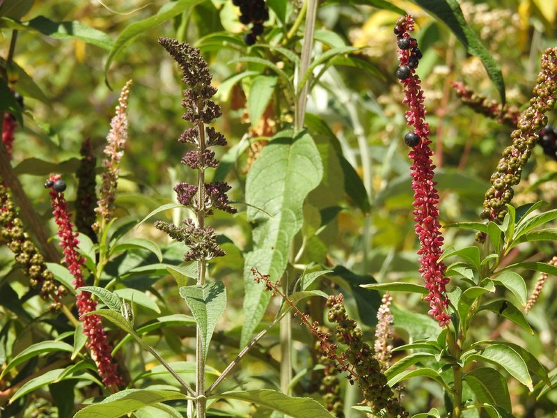Tropical Pokeweed photo 7