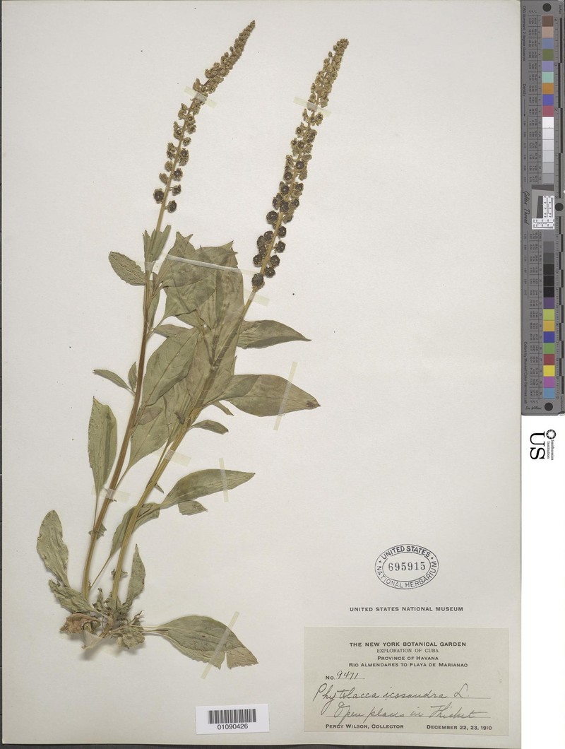 Phytolacca icosandra var. icosandra