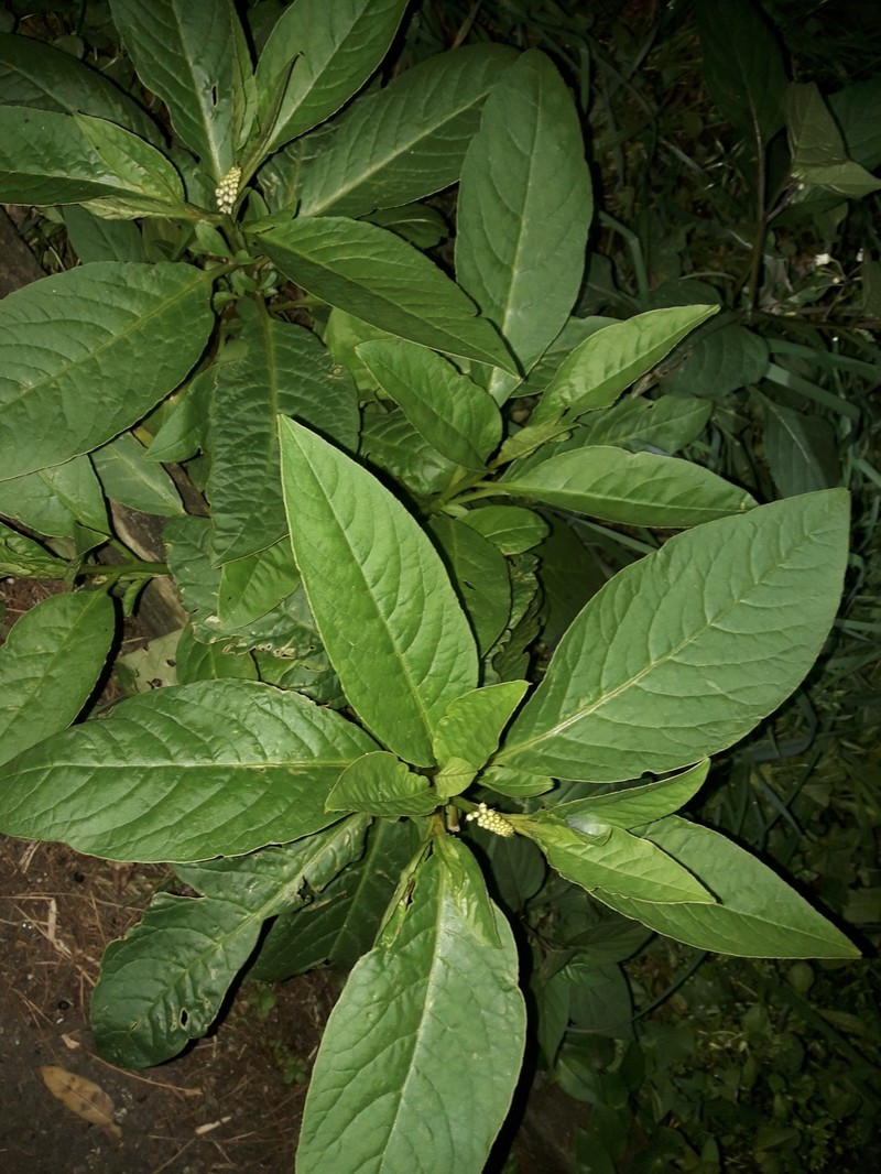 Red Inkplant photo 2