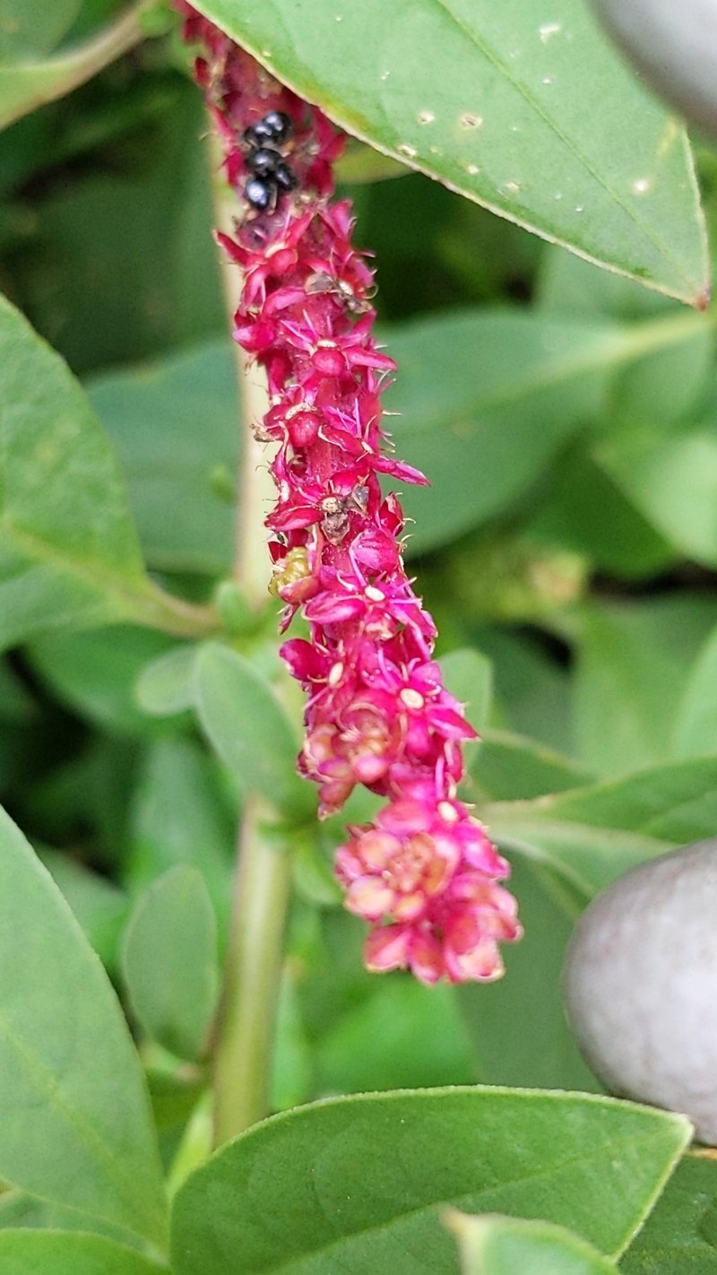 Red Inkplant photo 4