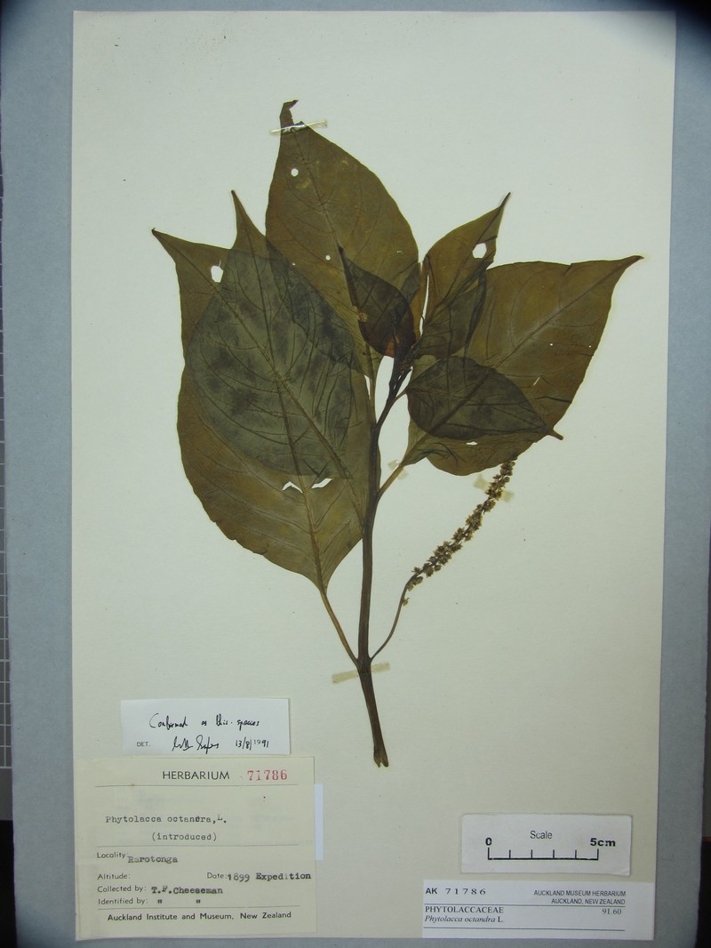 Red Inkplant photo 6