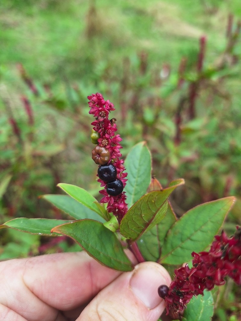 Red Inkplant photo 7