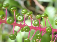 Venezuelan Pokeweed