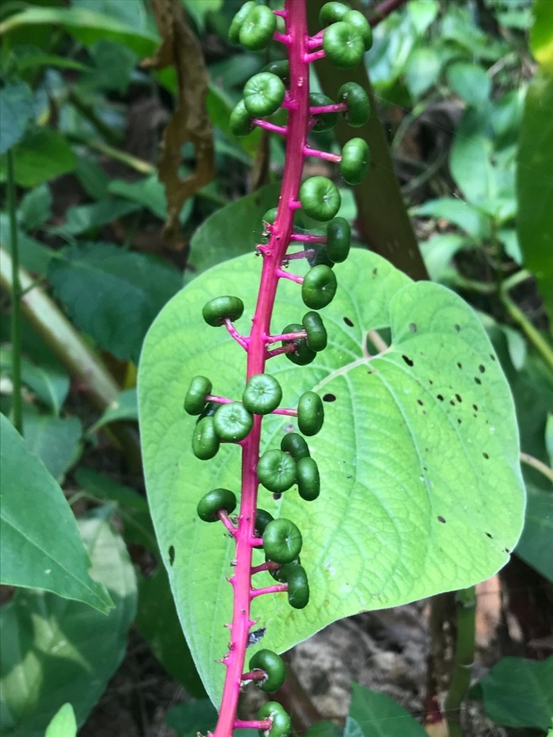 Venezuelan Pokeweed photo 2
