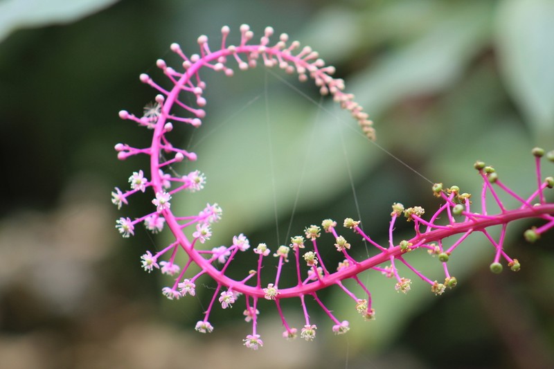 Venezuelan Pokeweed photo 3