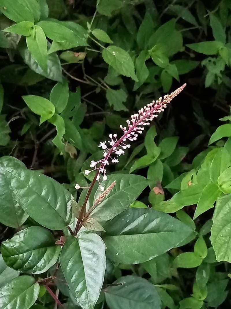 Venezuelan Pokeweed photo 4